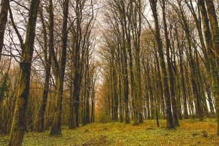 Woodland near Rowlands Castle, Hampshire