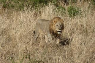 A lion walking through long grass in the wild