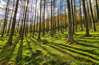 Sunlit forest with moss-covered ground